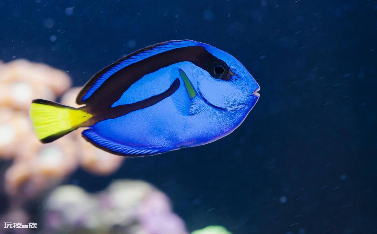 多莉是什么鱼品种(蓝吊是水族箱里的标配海水鱼)-图片1